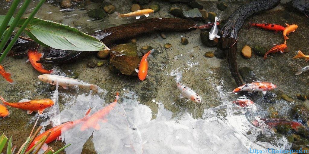 Зарыбление прудов и водоемов в Москве и Московской области